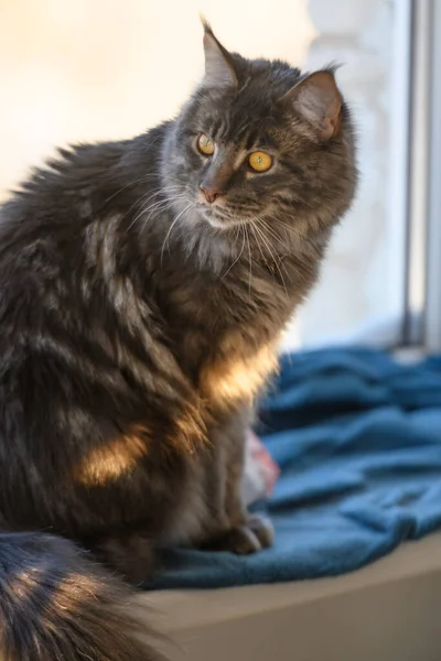 Maine Coon Kot Siedzi Parapecie Lekkim Tle — Zdjęcie stockowe