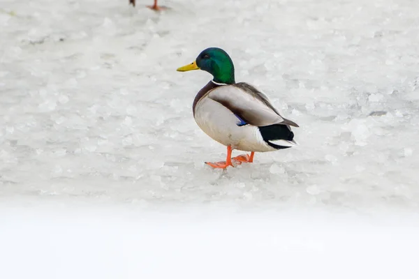 Şehirdeki Bir Kış Gölünde Vahşi Ördekler — Stok fotoğraf