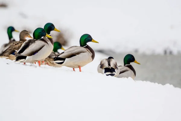 Patos Selvagens Lago Inverno Cidade — Fotografia de Stock