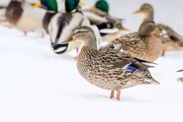 Dzikie Kaczki Zimowym Jeziorze Mieście — Zdjęcie stockowe