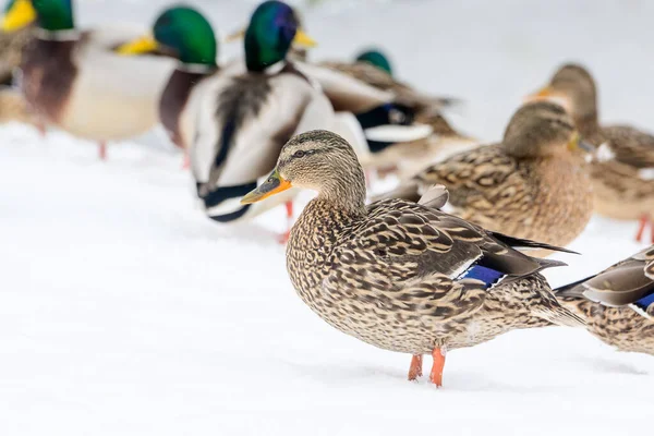 Dzikie Kaczki Zimowym Jeziorze Mieście — Zdjęcie stockowe