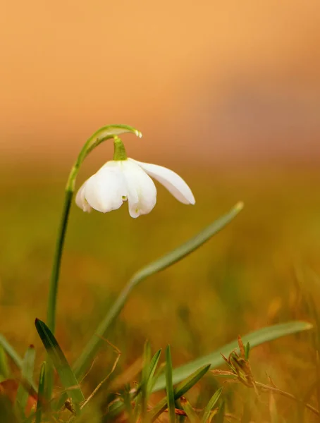 Λευκό Λουλούδι Πτώση Χιονιού Ένα Όμορφο Φόντο — Φωτογραφία Αρχείου
