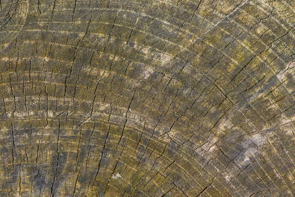 Scheibe Rissiger Baumstumpf Als Hintergrund — Stockfoto