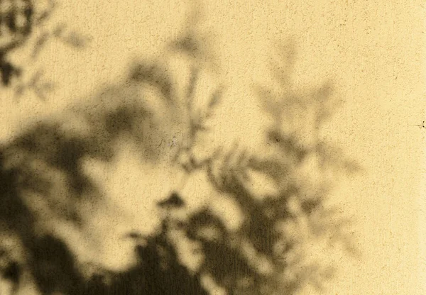 Bemalte Wand Und Darauf Der Schatten Eines Baumes Als Hintergrund — Stockfoto