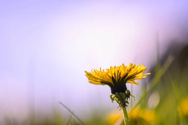 Spring Dandelion Flower Background Green Grass Blue Sky — Stock Photo, Image