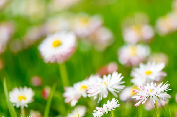 stock image daisies on a spring lawn on a green background as a postcard. fresh spring composition 2