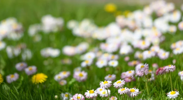 stock image daisies on a spring lawn on a green background as a postcard. fresh spring composition 4