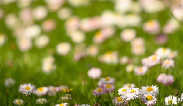 daisies on a spring lawn on a green background as a postcard. fresh spring composition 5
