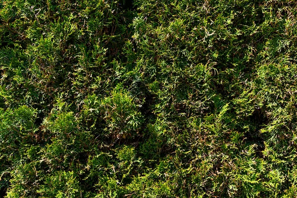 Grüne Büsche Als Hintergrund Der Frühlingssonne — Stockfoto