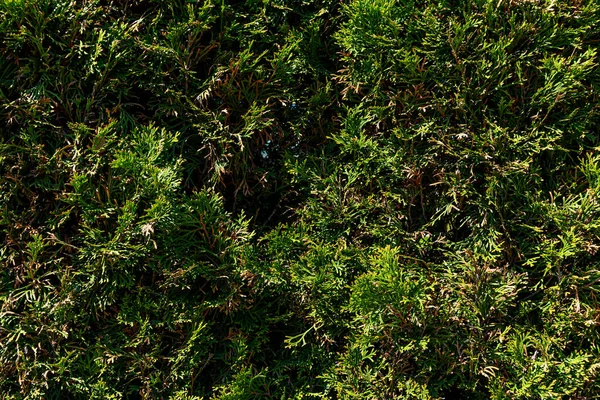 Cespugli Verdi Come Sfondo Sole Primaverile — Foto Stock