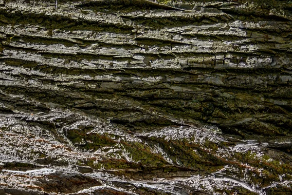 Tree Bark Background Photo Large Tree Trunk — Stock Photo, Image
