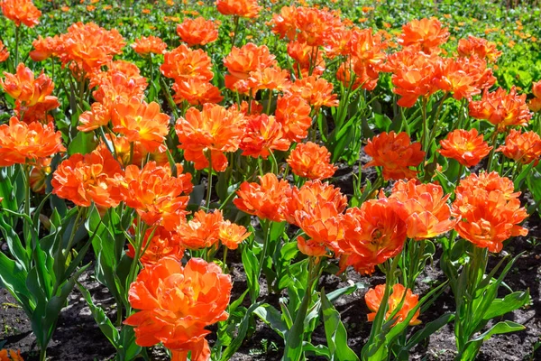 Tulipes Rouges Dans Lit Fleurs Comme Une Carte Postale — Photo