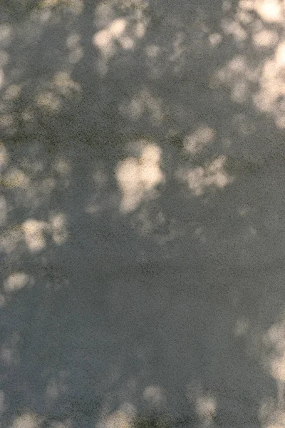 Skuggor Från Träd Och Solljus Byggnadens Vägg — Stockfoto