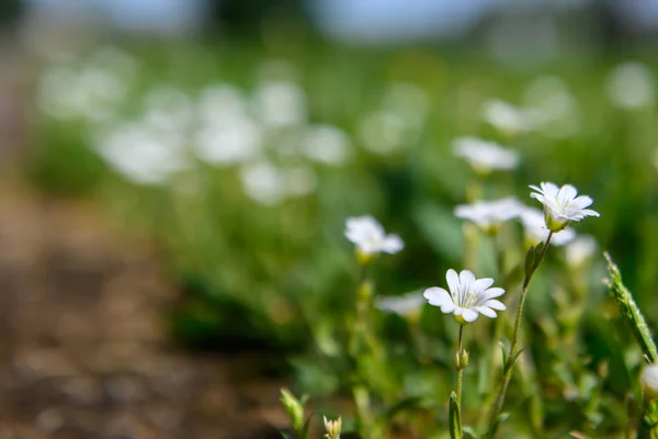 white wildflowers on the lawn in Latvia 8