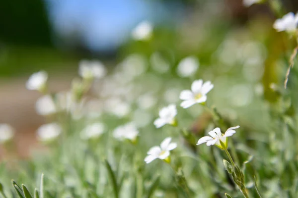 white wildflowers on the lawn in Latvia 2