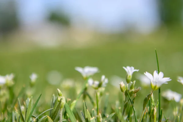 white wildflowers on the lawn in Latvia