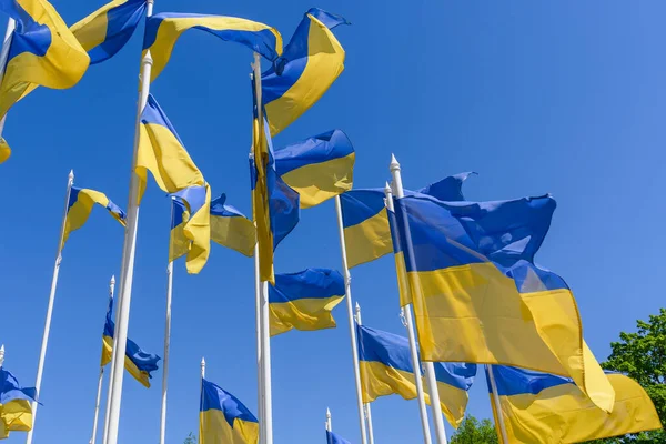 Flaggen Der Ukraine Gegen Den Blauen Himmel Der Nähe Der — Stockfoto