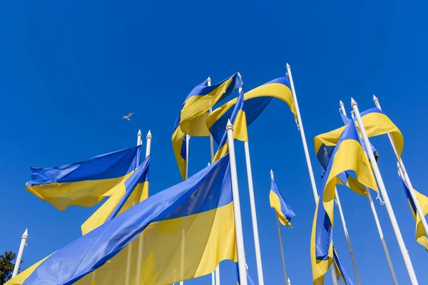 Flags Ukraine Blue Sky Embassy Russia Latvia — Stock Photo, Image