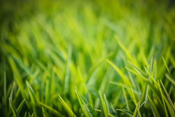 Frühlingsgrünes Gras Auf Dem Rasen Als Hintergrund — Stockfoto