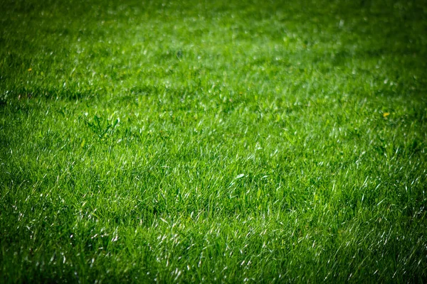 Primavera Erba Verde Sul Prato Come Sfondo — Foto Stock