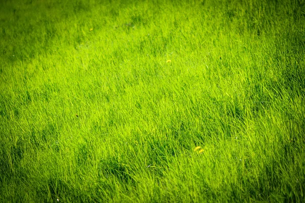 Весенне Зеленая Трава Заднем Плане — стоковое фото