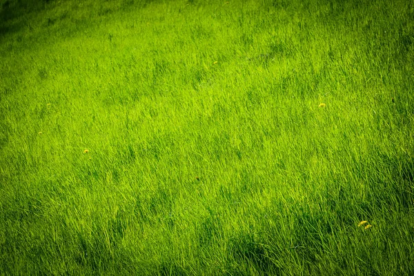 草坪上的春绿草作背景 — 图库照片