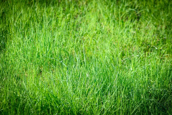 Lente Groen Gras Het Gazon Als Achtergrond — Stockfoto