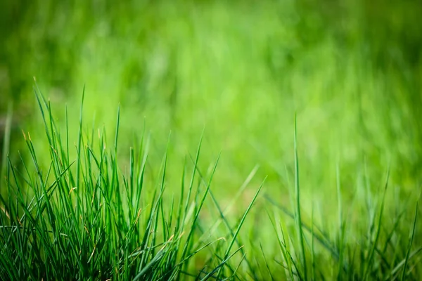 草坪上的春绿草作背景 — 图库照片