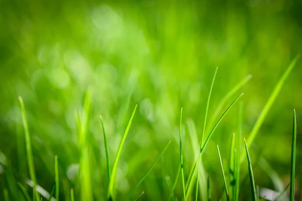 以草坪上的春绿草为背景 — 图库照片