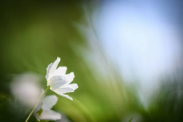 Λευκά Άγρια Λουλούδια Πράσινο Θολή Φόντο — Φωτογραφία Αρχείου