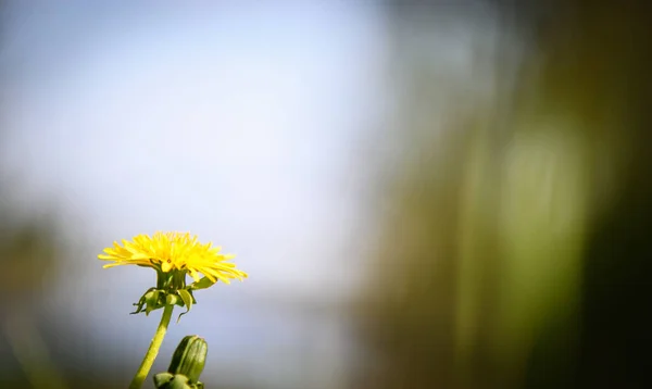 Spring Dandelions Green Grass Blurred Background — Stock Photo, Image