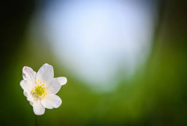 Λευκά Αγριολούλουδα Πράσινο Θολή Φόντο — Φωτογραφία Αρχείου
