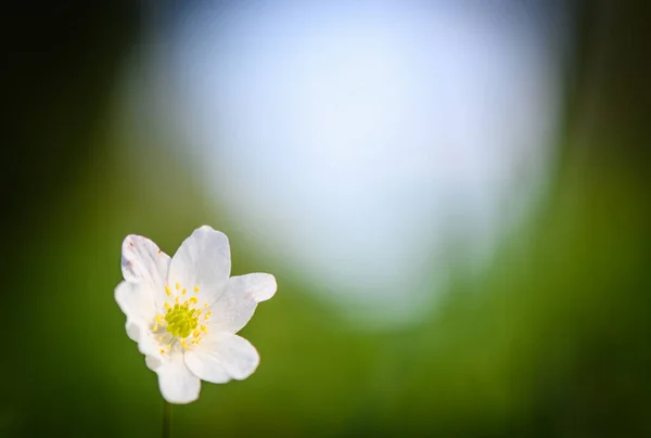Λευκά Άγρια Λουλούδια Πράσινο Θολή Φόντο — Φωτογραφία Αρχείου