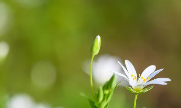 Λευκά Αγριολούλουδα Πράσινο Θολή Φόντο — Φωτογραφία Αρχείου