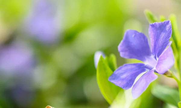 stock image purple wild flowers on green blurred background 15