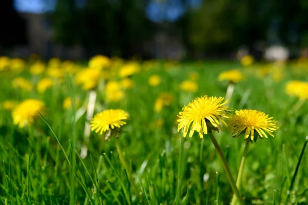 Spring Dandelions Green Grass Blurred Background — Stock Photo, Image