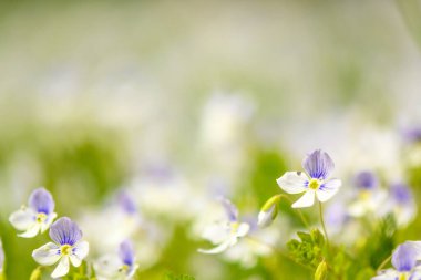 bahar moru - çimlerin üzerinde bulanık bir arka planı olan beyaz yabani çiçekler 