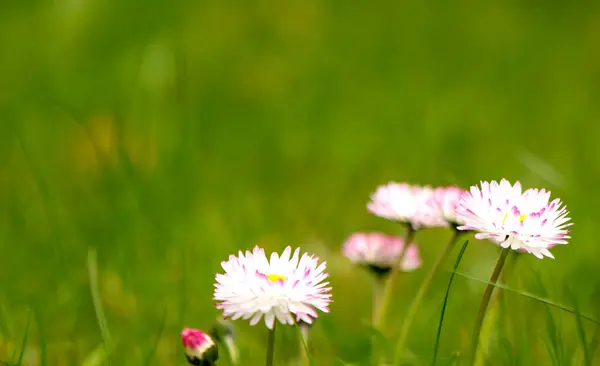 white-red daisies on green grass on a blurry background