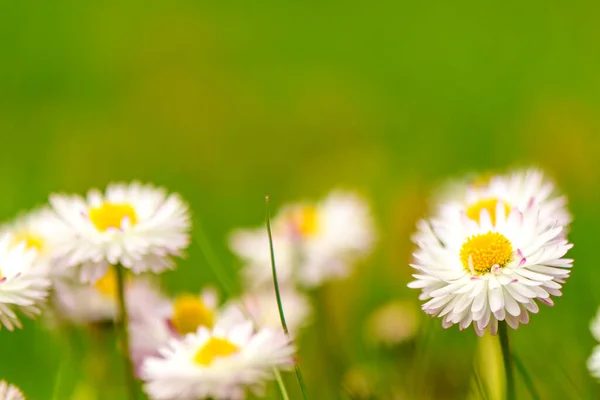 white-red daisies on green grass on a blurry background 3