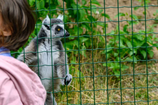 Cheerful Lemur Enclosure Zoo — Stock Photo, Image
