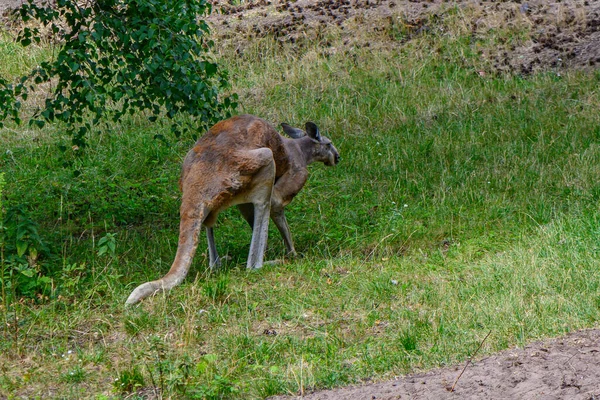 Riga Hayvanat Bahçesinde Kanguru Yazın — Stok fotoğraf