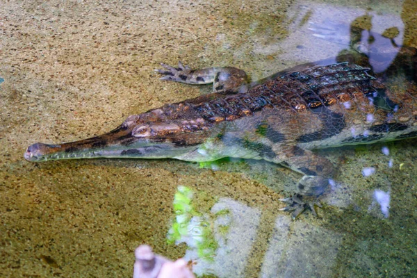 Alligator Rigaer Zoo Sommer — Stockfoto