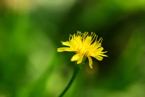 Żółty Dziki Kwiat Pięknym Zielonym Tle — Zdjęcie stockowe