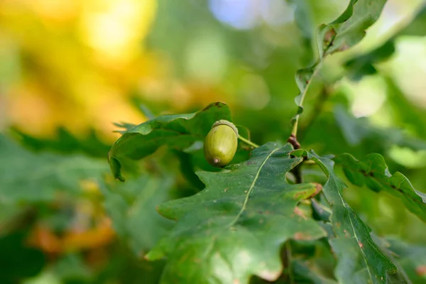 acorns on an oak tree in the middle of the city