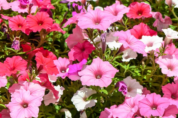 petunias in a pot blooming in summer on the street of Latvia