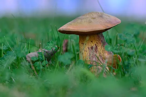 美丽的秋天的蘑菇 背景是一座欧洲城市的中心绿草 — 图库照片