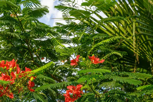 Tropikalne Czerwone Kwiaty Delonix Królewskie Drzewie — Zdjęcie stockowe