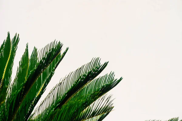 Liście Palmy Lekką Ścianę — Zdjęcie stockowe