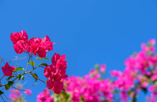 red bougainvillea flowers against blue sky 3