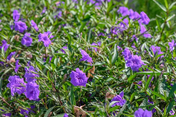 Purple Flower Bell Green Bush — Stock Photo, Image